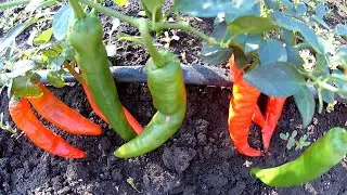 Cayenne orange pepper.  Сорт острого перца