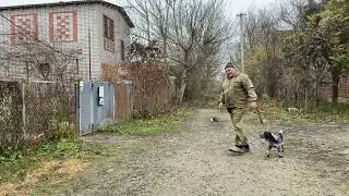 Русский охотничий спаниель 6 месяцев Пуля! Дрессировка с котиком!