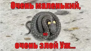 Очень маленький, но очень злой Уж...