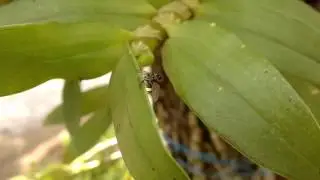 Teste Video Macro Nokia N8