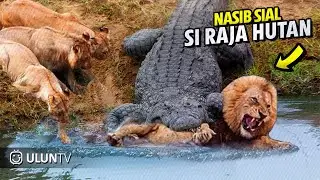 A Lion Dares to Enter a Crocodile's Nest, but Ends Up Like This | Wild Animal Fights