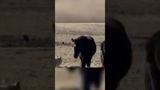 The Wolf Attacked the Horse