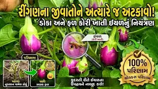 રીંગણ માં ડોકા મરડી અને સડાનુ કંટ્રોલ કેવીરીતે કરવું 100% ઉપાય