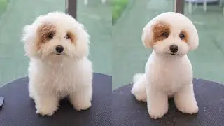 I went on a diet. How is it?