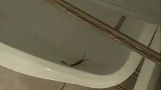 Centipede