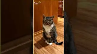 القطط والاكل  ( طرائف القطط ) cats and food ) funny cats( ( 😂😂