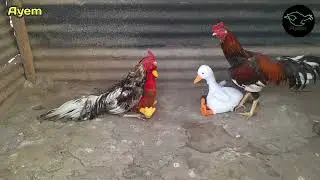 two chickens sitting on two dolls