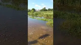 Какой ужас, к нам пришла вода, звонили в МЧС по номеру 38-19-66, а ответ печальный... 😥