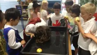 Marek F Apple Bobbing