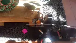 Patagonian conure shenanigans