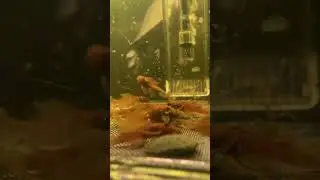 LONG FIN SUPER RED PLECOS IN FLY RIVER TURTLE TANK 🔥👀