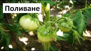 Поливане на Домати и Краставици