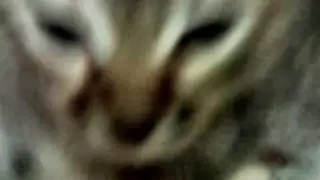 Мурыська