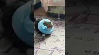 сломали кота 😂😆