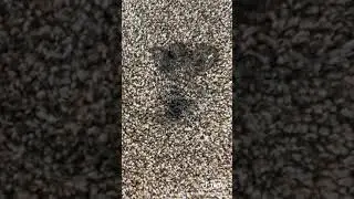 Removing India Ink from carpet