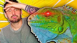 Mi è SCAPPATA UN'IGUANA!
