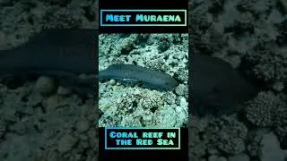 Muraena near the coral reef in thr Red sea 
