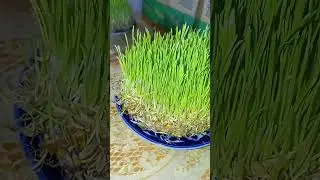 bahor fasli kelmoqda sumalak boshlandi 