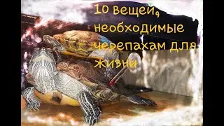 10 вещей необходимых для жизни красноухой черепахи