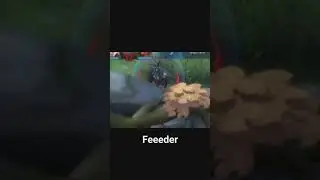 Feeder 