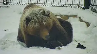 Превращение медведя в Raffaello🐻❄️/Bear Mansur