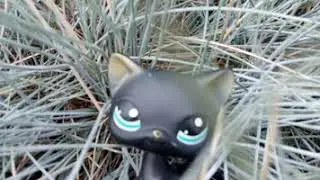 LPS фотки 2020