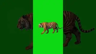 tiger green screen animation/ green screen tiger