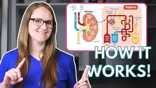 How Do Thiazide Diuretics Work and Affect Electrolytes (Mechanism of Action)
