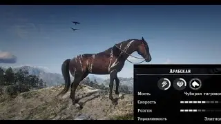 🔴Где найти Арабскую  Чубаро тигровую Лошадь🔴 |Red Dead Redemption 2|