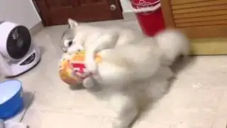 Husky Masturbating