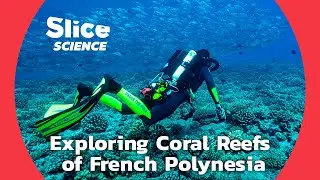 Breathtaking Depths: Coral Exploration in the South Pacific | SLICE SCIENCE