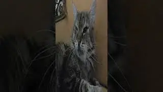 The cat got  a TV appeared #73 🔴 #shorts Cool Funny video by SanulkaShow