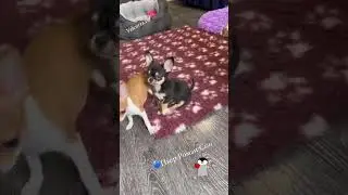 Щенок ЧИХУАХУА 3 мес. У нас можно купить щенка чихуа 
