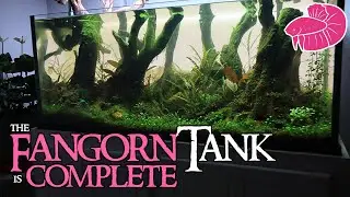 Filling the Fangorn Forest Aquascape! Dry Start Results