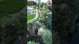 Fenômeno nas plantas da região da Lagoa da Jansen, em São Luís - MA