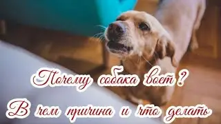 Почему собака воет  В чем причина и что делать Why is the dog howling, what is the reason