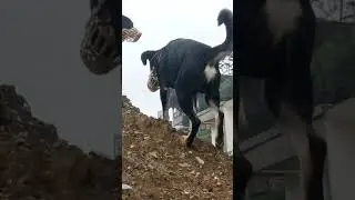 Yun hi cut jaega #Safar#shorts#bollywood #bollywoodsongs#music  #sandycandy#indian #street #dog