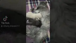 #милыекотята #funnyvideo