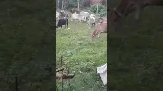 Bull mating cow