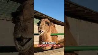 шири штур
