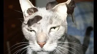 The World's Funniest Cat Video Compilation 2013