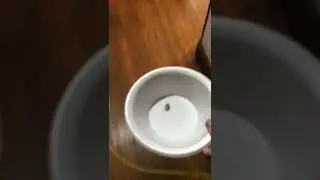 Murder