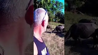 Когда пастух послал тебя🤣 