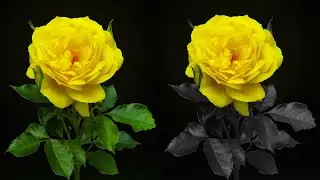 Photoshop Schwarz Weiß Effekt mit Farbe - Schwarz & Weiß Bild mit Farbe | Tutorial Deutsch