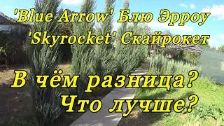 Rocky junipers BLUE ARROW and SKYROCKET - what's the difference?