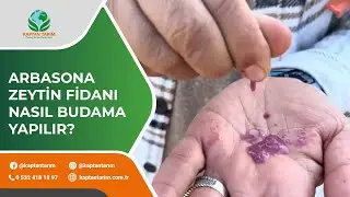 ARBASONA ZEYTİN FİDANI NASIL BUDAMA YAPILIR?