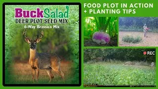 Buck Salad 6-Way Brassica Deer Plot Mix - Seen in Action with Seed Bed Preparation