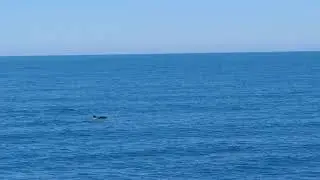🐬Дельфины🐬 черного моря🌊 Абхазия, Гагры.