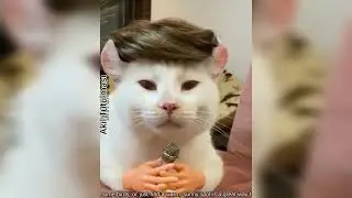 Ah Şu Kediler - Komik Kedi Videoları Part 1 || Oh Those Cats - Funny Cat Videos Part 1