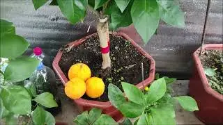 Апельсин Моро \ Citrus sinensis Moro.  Самый 
